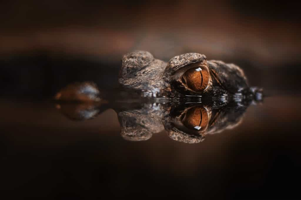 Les crocodiles nains orange peuvent atteindre 1,70 mètre. © Sangur, Adobe Stock