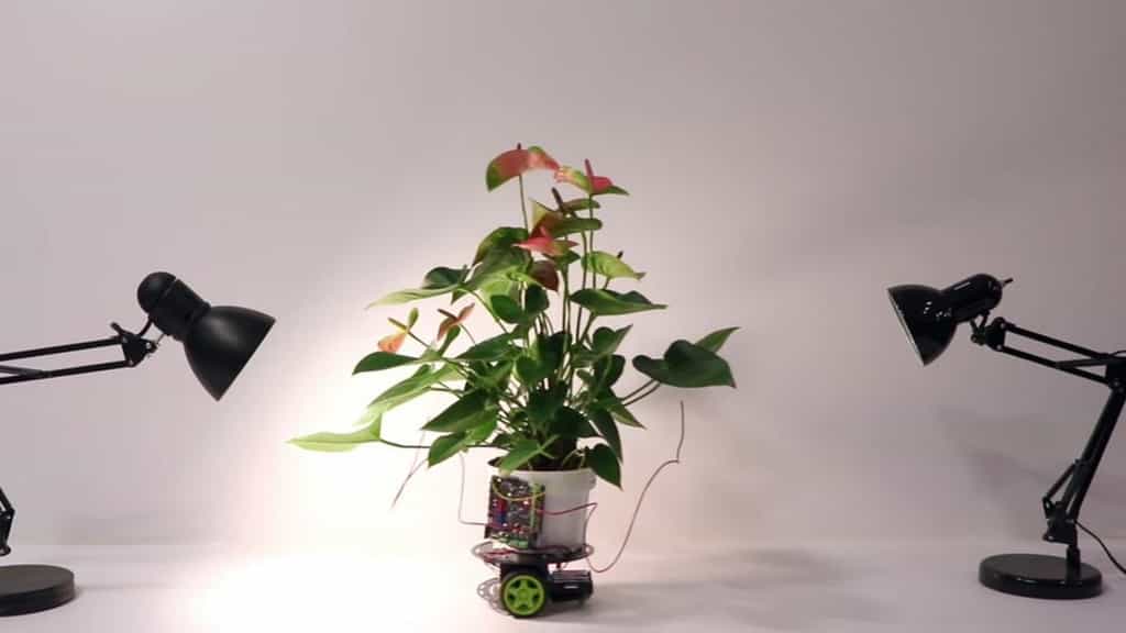 La plante cyborg Elowan développée par le MIT. © Harpreet Sareen
