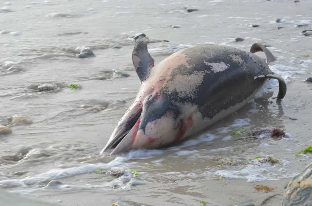 Un dauphin commun à bec court (Delphinus delphis) échoué sur une plage. © Didier San Martin