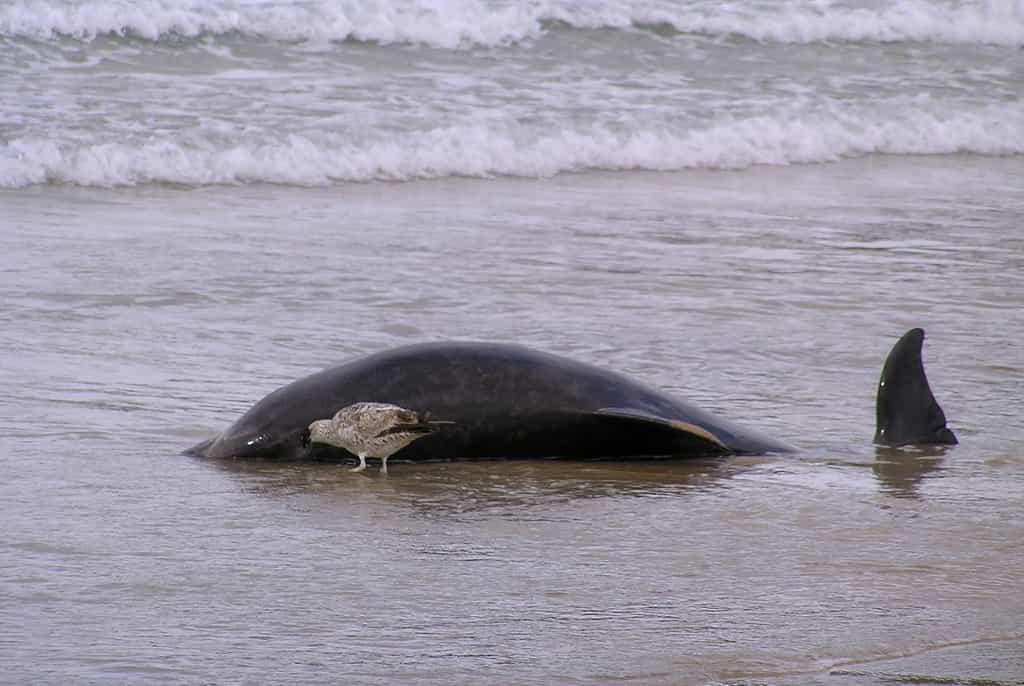 En 2012, 95 % des dauphins retrouvés morts le long des côtes péruviennes du Pacifique appartenaient au genre Tursiops. © FerPer, Flickr, cc by nc 2.0