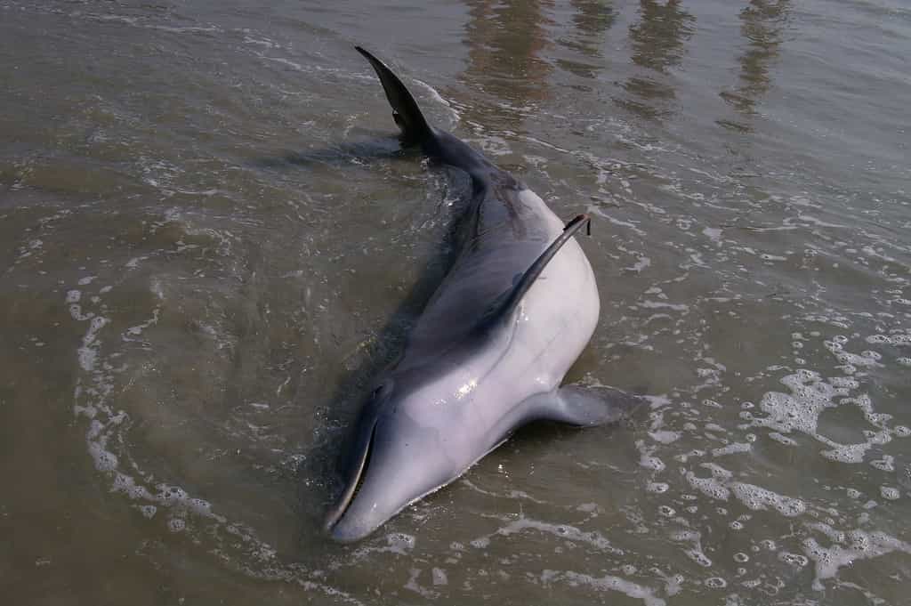 Des dispositifs existent pour repousser les dauphins afin d’éviter les accidents de pêche, mais sont peu répandus. © Lorda, Flickr, cc by sa 2.0