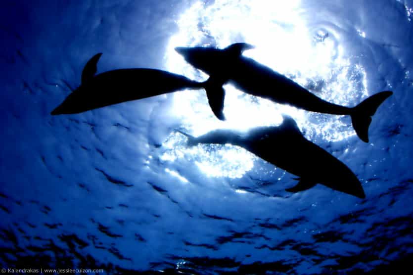 Les dauphins comptent parmi les cétacés les plus étudiés. Leur langage, l’un des plus complexes, fascine les cétologues. © jessleecuizon, Flickr, cc by 2.0