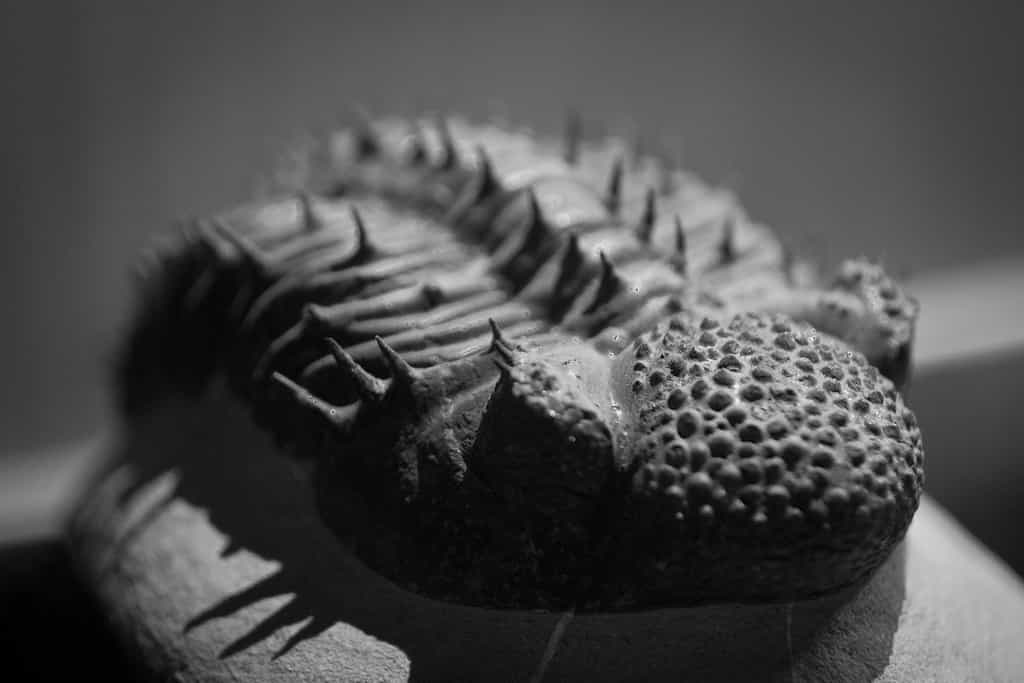 Les trilobites sont des arthropodes marins qui ont vécu du Cambrien au Permien. Ils ont donc disparu voici 250 millions d'années. Leurs fossiles font l'objet d'études paléozoologiques. © Waleed Alzuhair, Flickr, cc by nc sa 2.0