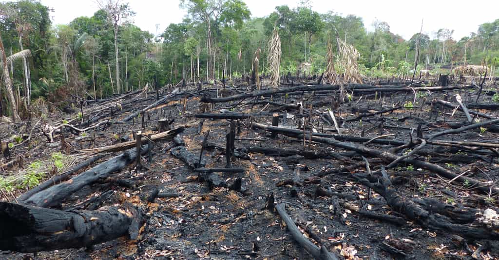 Triste spectacle de déforestation en Amazonie. © guentermanaus, shutterstock