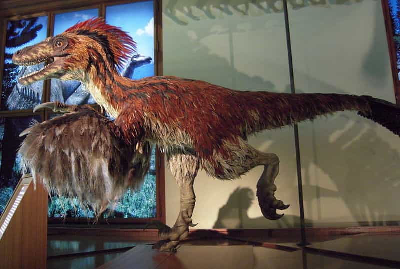 Le Deinonychus était un dinosaure à plumes qui chassait en bande au début du Crétacé, et qui a donné son nom au clade des déinonychosaures. © Domser, Wikipédia, DP