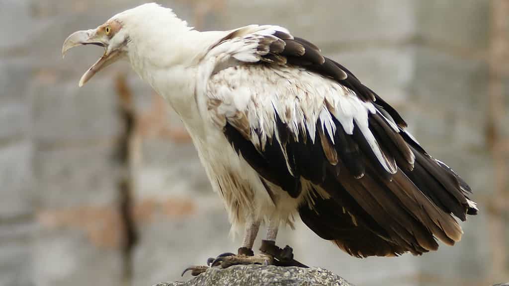 Le palmiste africain, un vautour du genre Gypohierax