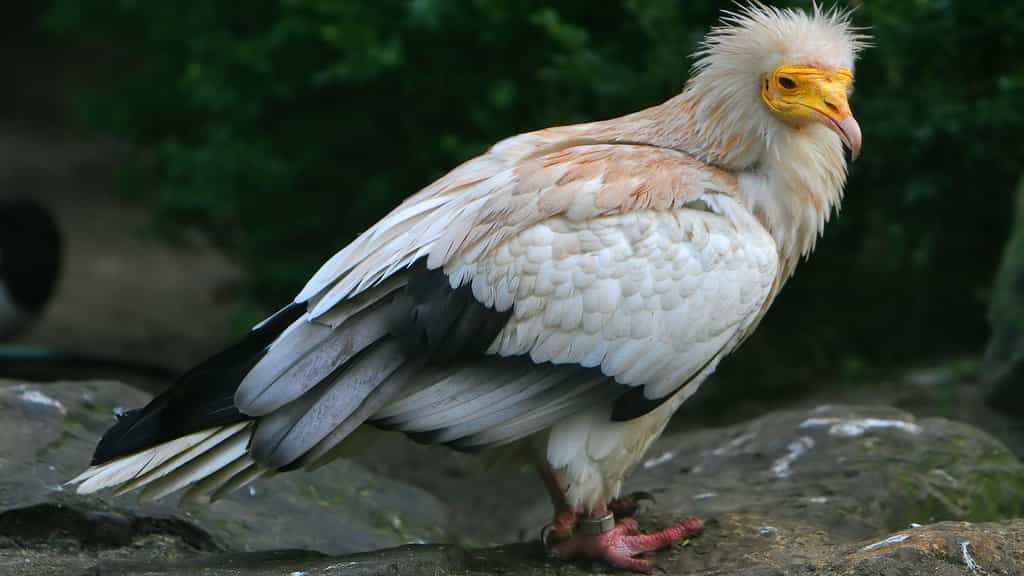 Le vautour percnoptère, originaire d'Égypte
