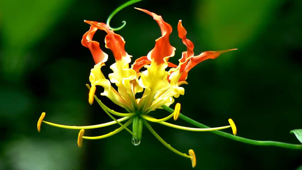 Le lis glorieux ou lis de Malabar, une plante toxique