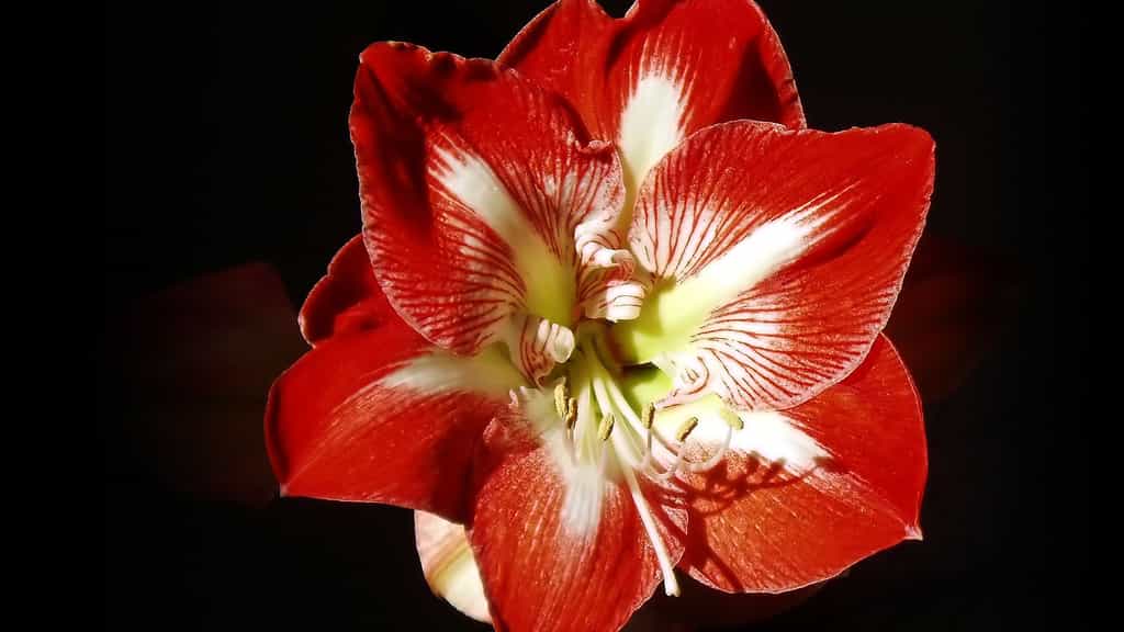 Fleur d'amaryllis rouge