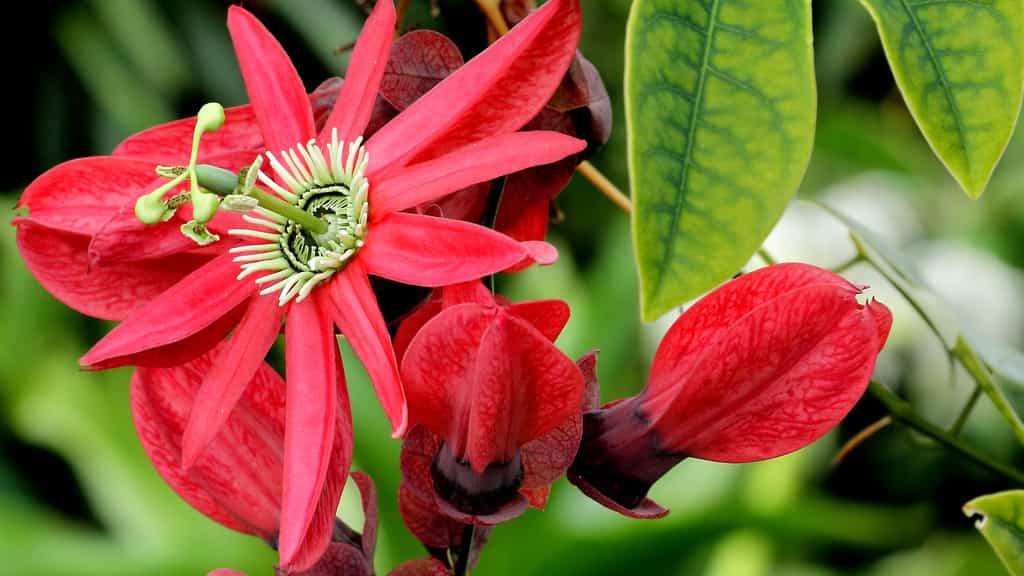 Passiflora racemosa, la Passion du Christ