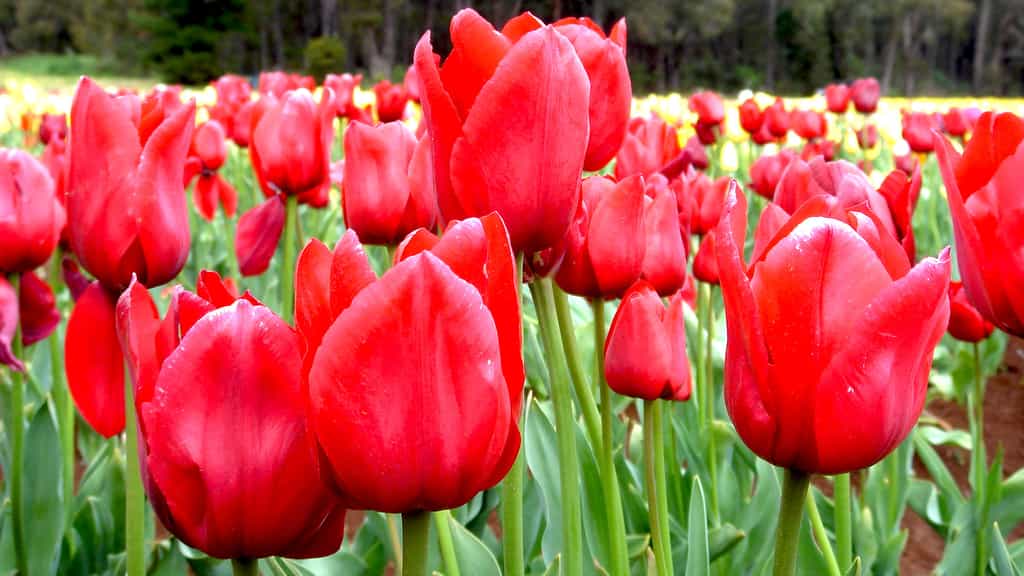 Photo d'un champ de tulipes rouges