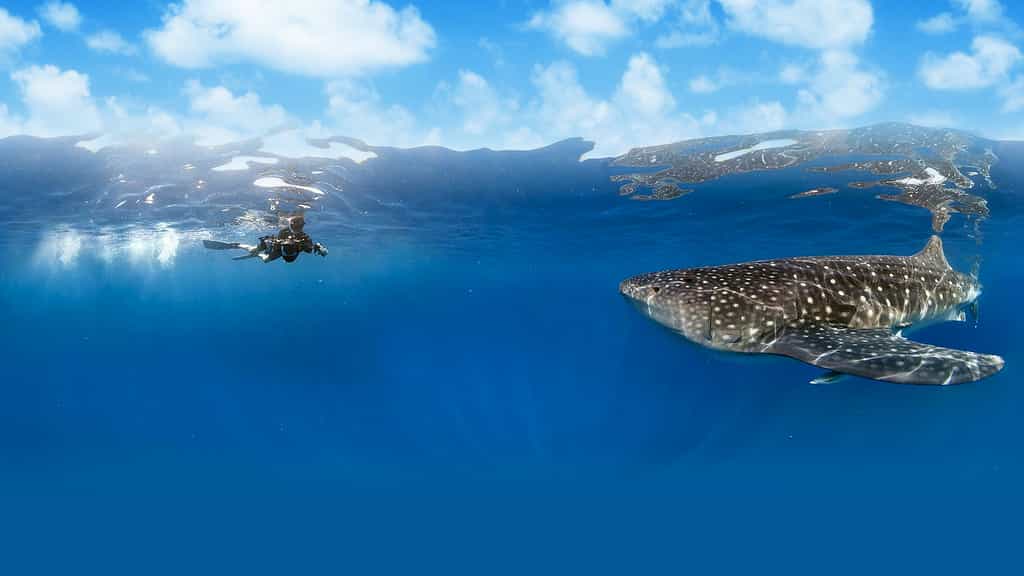 Le requin-baleine, le plus grand poisson du monde