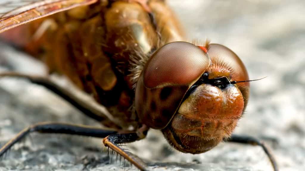 Les grands yeux de la libellule