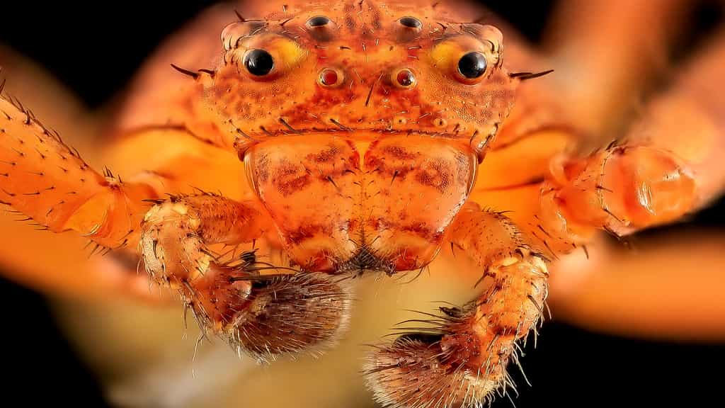 Les yeux de l’araignée-crabe
