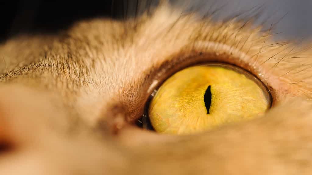 L'œil du chat, capable de voir dans la pénombre