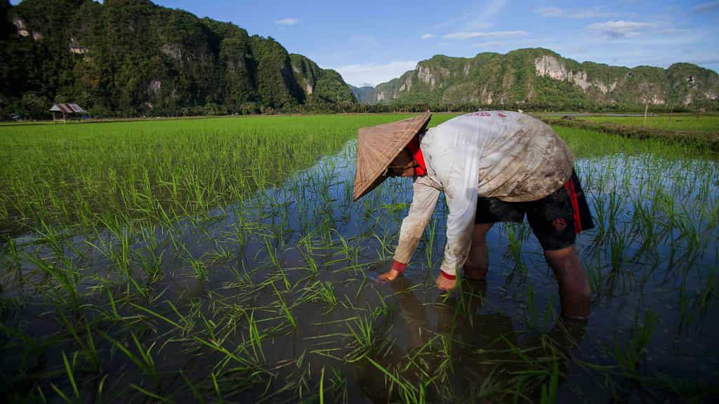 Le riz, aliment emblématique de l'Asie. Long ou rond, le riz est essentiellement cultivé en Asie ; sa culture s'est aussi développée sur d'autres continents, comme en Camargue, en France. La culture du riz en Asie remonte à plus de 10.000 ans. Le riz pousse dans des régions humides et ensoleillées, dans des rizières, notamment des rizières en terrasses. Il représente la première céréale cultivée dans le monde pour l'alimentation humaine. © cifor, CC by-nc 2.0