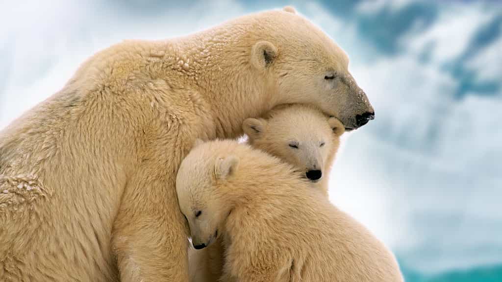 Les oursons blancs, bébés du froid. Les ours polaires ou ours blancs (Ursus maritimus) souffrent aujourd'hui du réchauffement climatique qui réduit la banquise. Le plus souvent, l'ourse polaire a des portées de deux oursons. © myheimu, CC by-nc 2.0