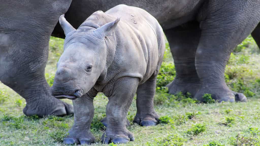 Un bébé rhinocéros blanc du Sud