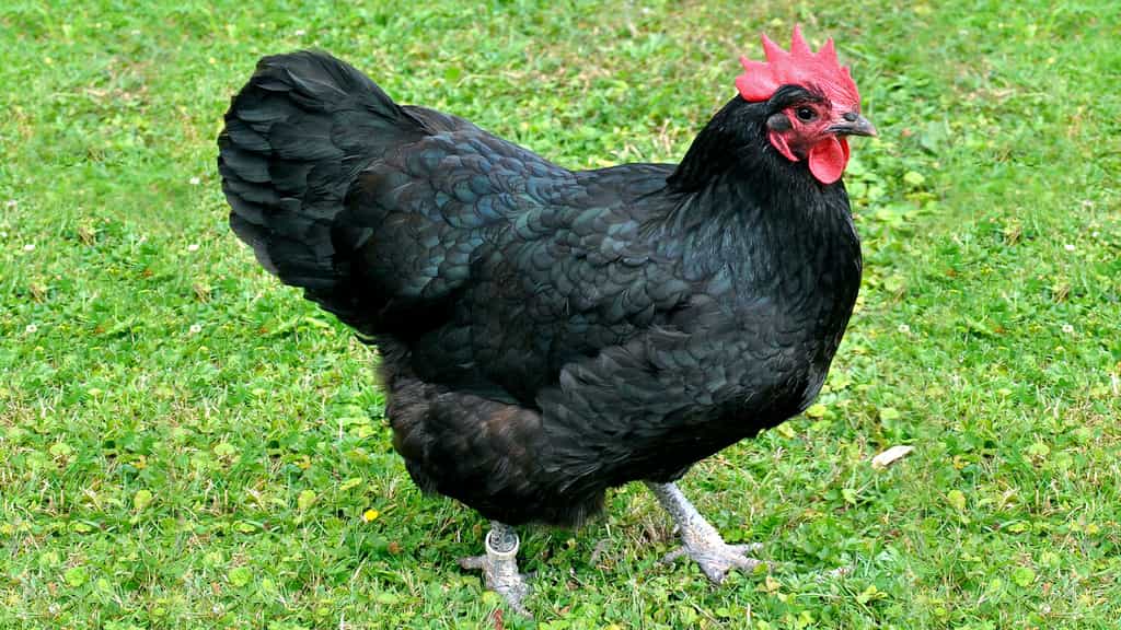 La poule australorp, originaire d'Australie