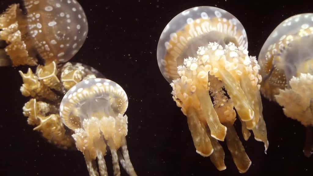 Les prédateurs de la méduse