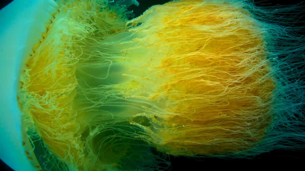 Nemopilema nomurai, une méduse géante