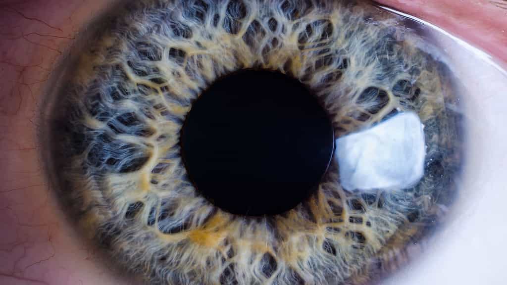 L'iris, la partie colorée de l'œil