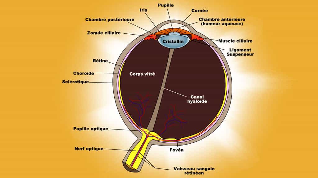 Schéma d'une coupe transversale de l'œil