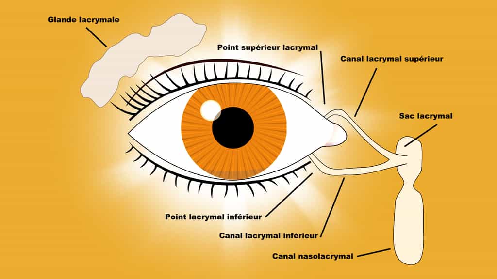 Le système lacrymal