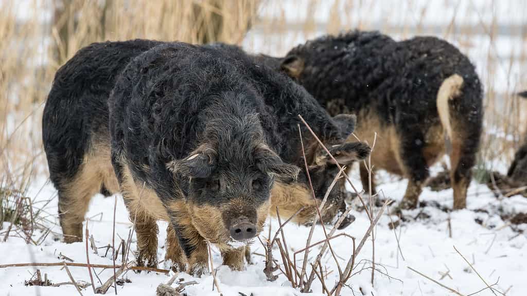 Le porc laineux dans la neige