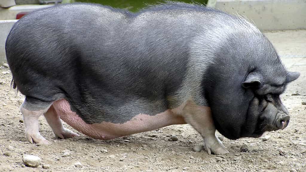 Le cochon vietnamien