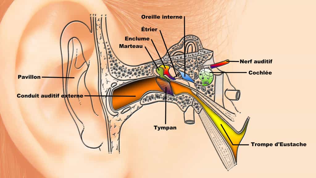 La structure de l'oreille