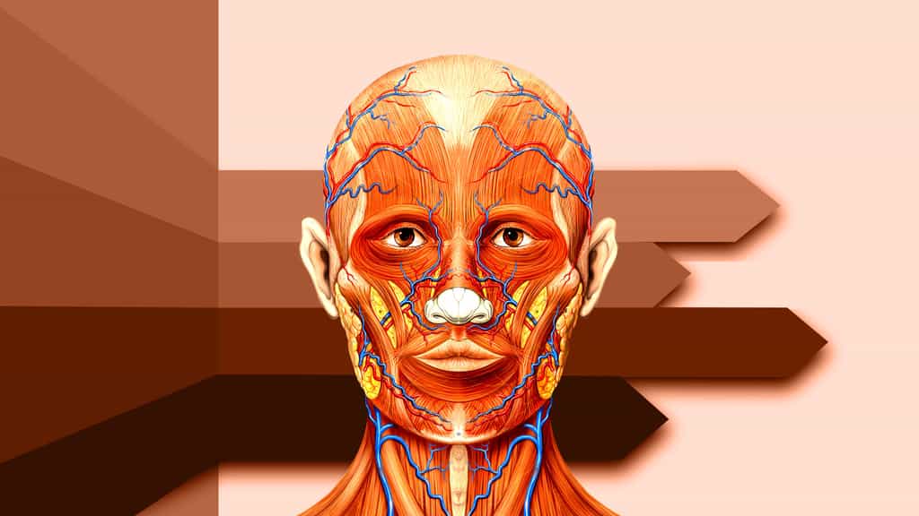 Anatomie de la tête vue de face