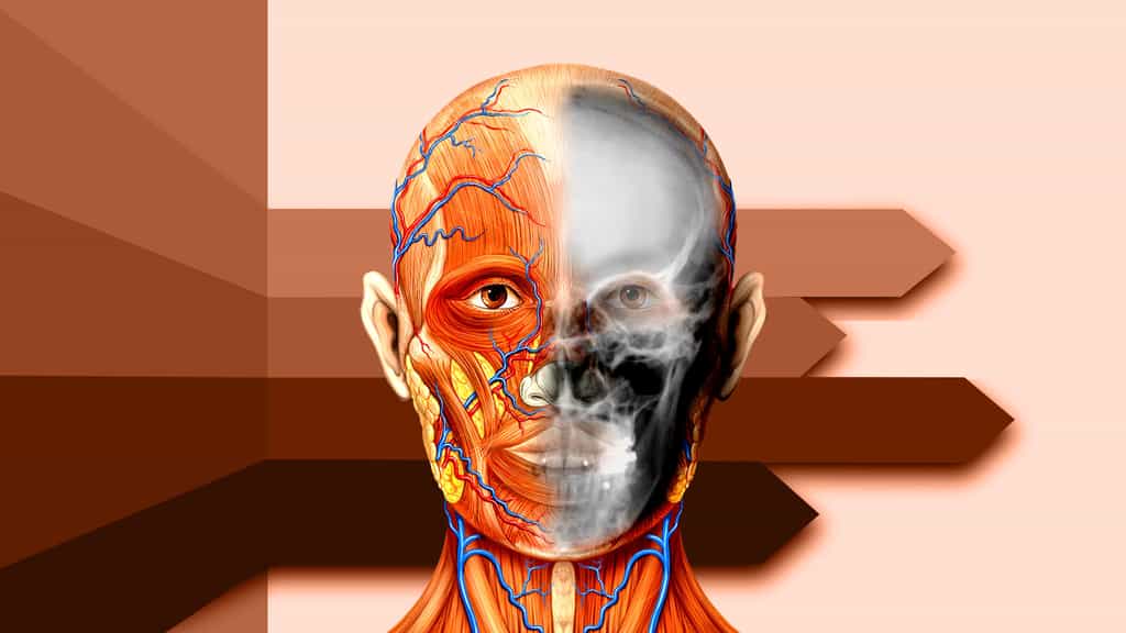 Anatomie de la tête et radiographie