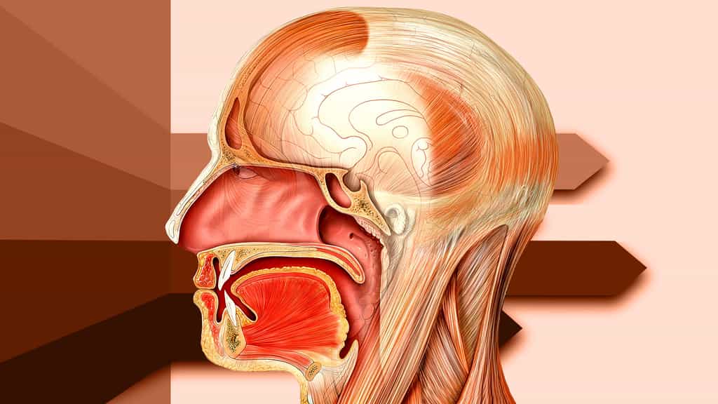 Anatomie de la tête : détail de la bouche