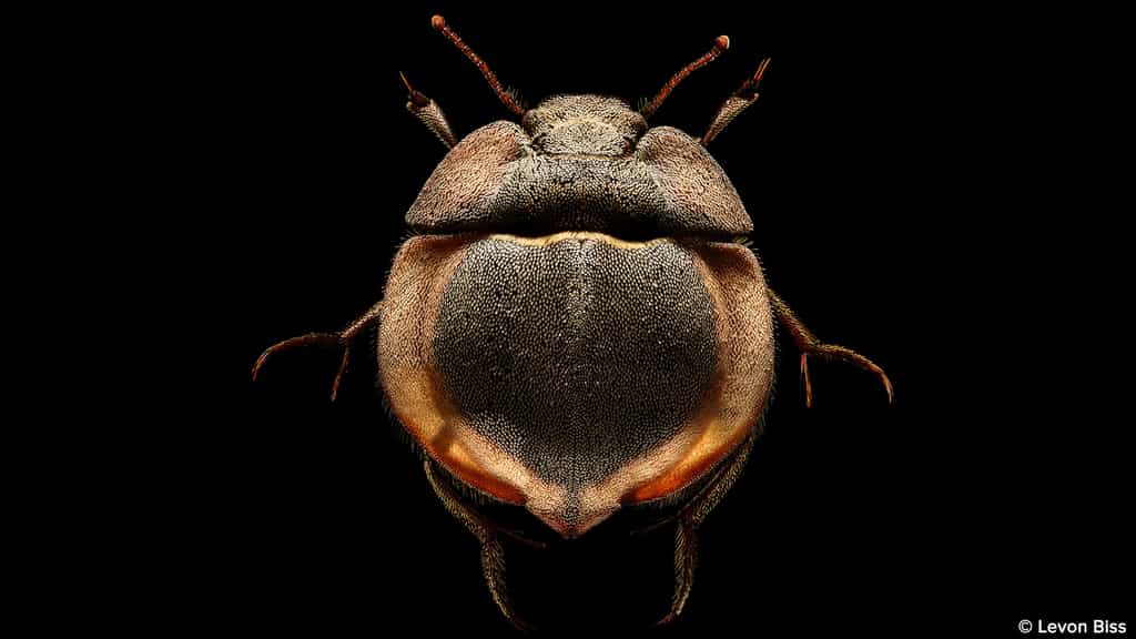 Lepidochora porti, le scarabée soucoupe volante