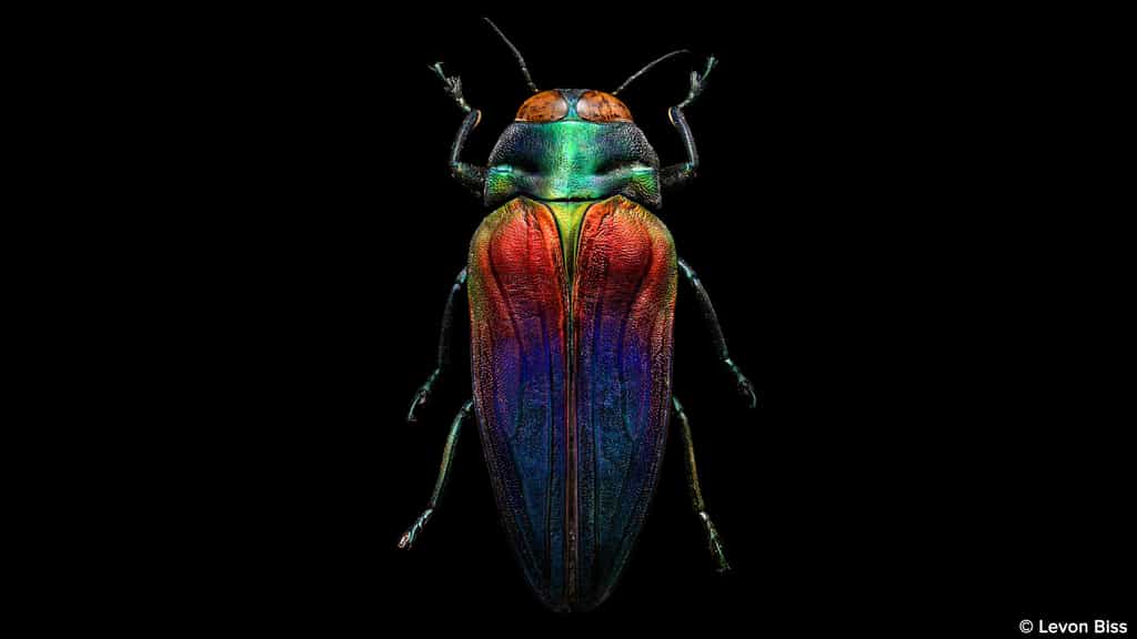 Belionota sumptuosa, splendide scarabée tricolore