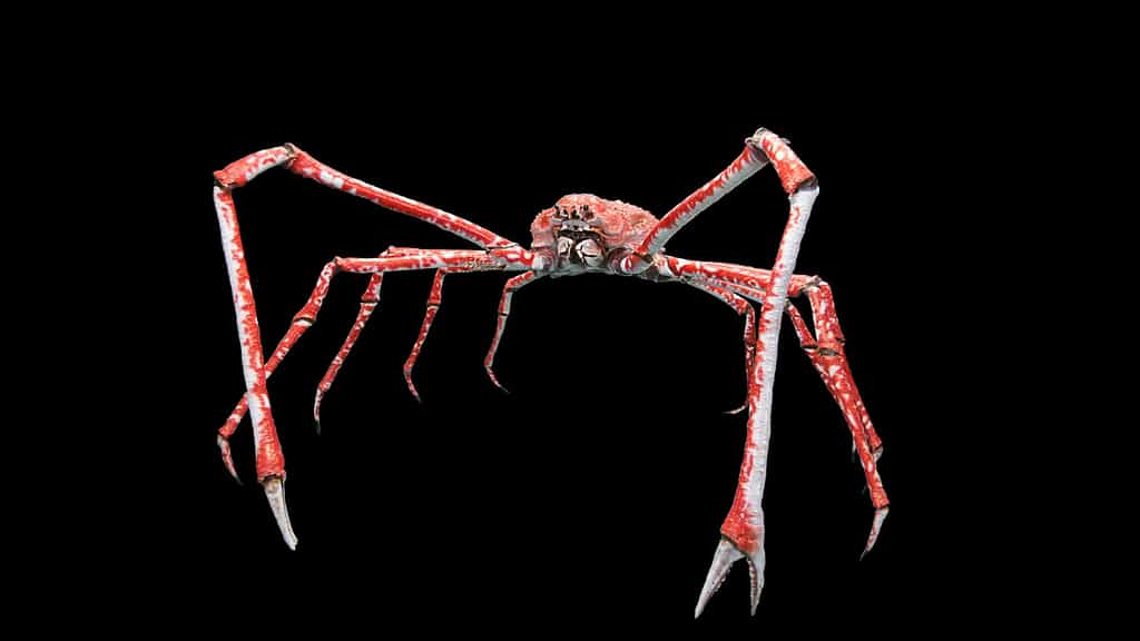 Le crabe-araignée du Japon, plus grand qu'un homme
