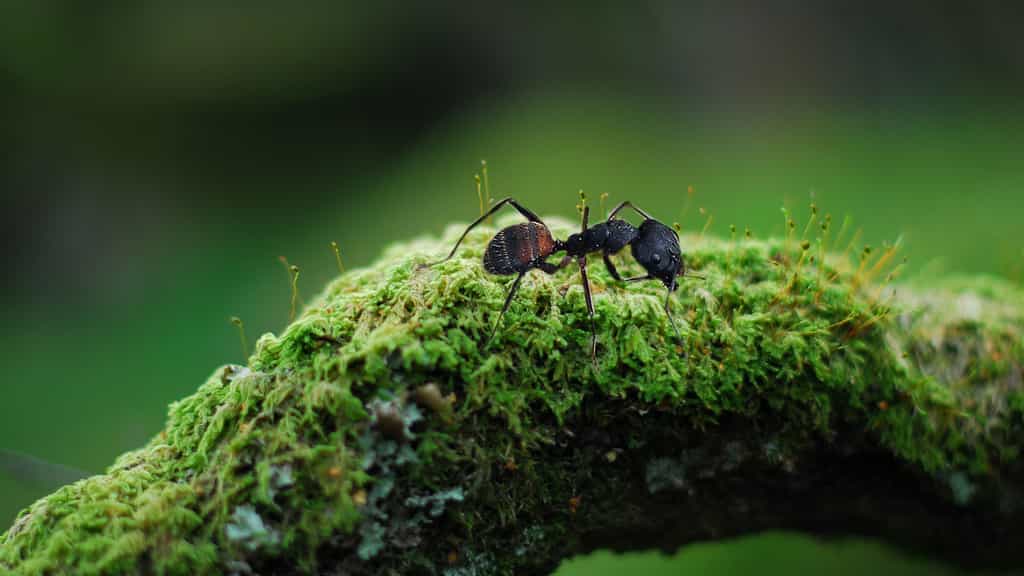 Les plus grandes fourmis du monde