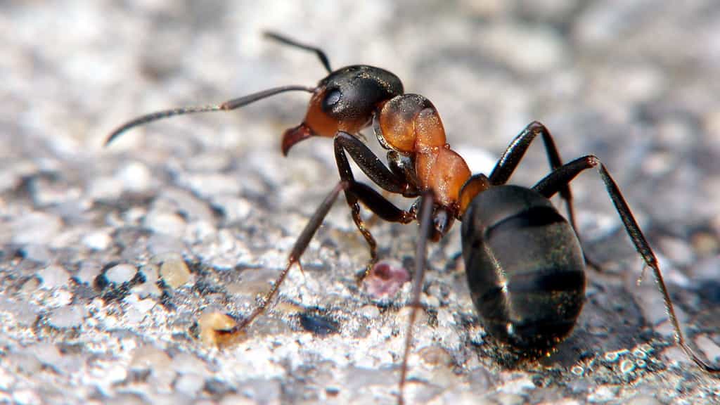 La fourmi rousse des bois