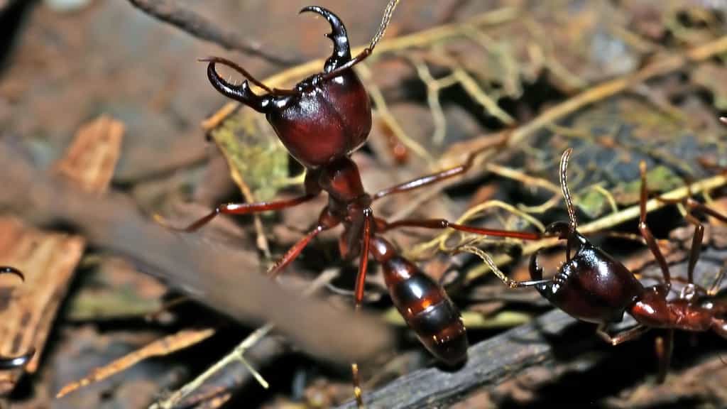 Les étonnantes fourmis légionnaires