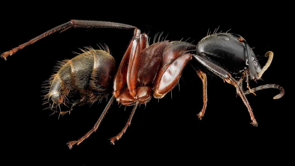 La division du travail chez les fourmis