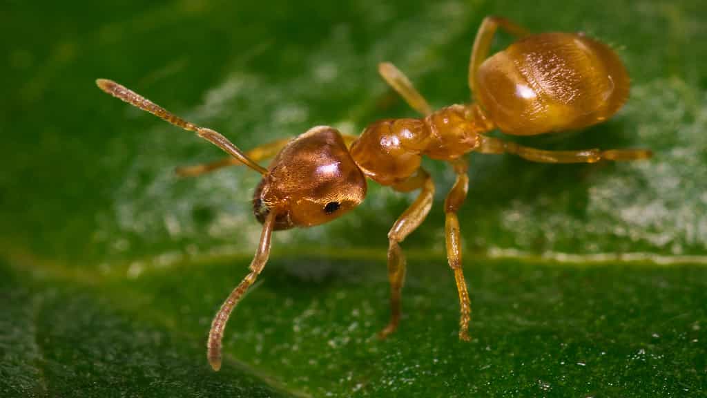 Des fourmis jaunes