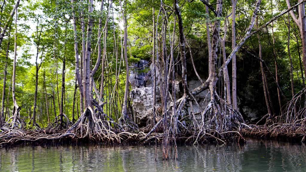 Les mangroves dans la baie de Samaná