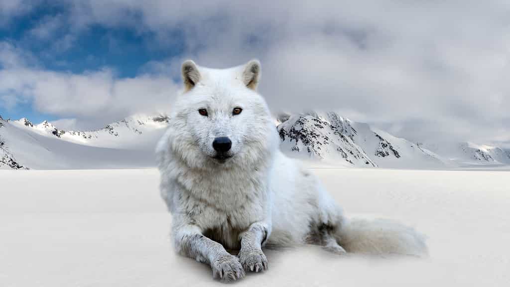 Le loup de Sibérie, un rôdeur dans la toundra