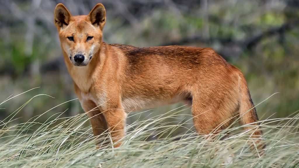 Le dingo, un superprédateur d'Australie