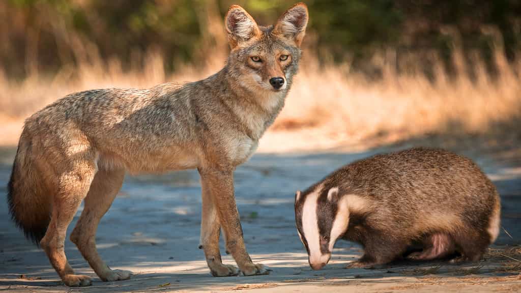 Coyotes et blaireaux peuvent devenir inséparables