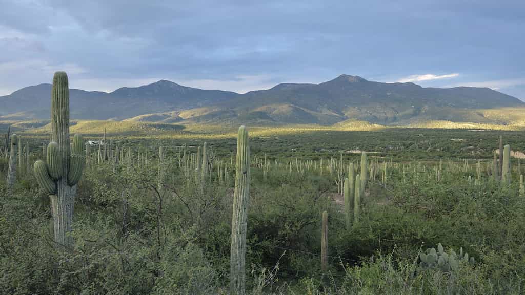 Mexique : la vallée de Tehuacán-Cuicatlán et son habitat originel de Méso-Amérique