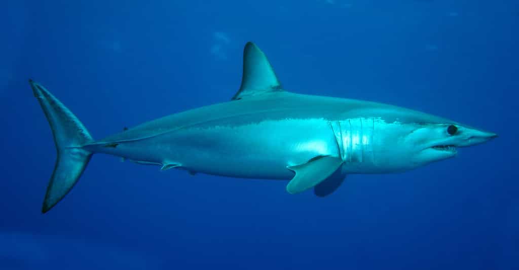 Petite fusée des mers, le requin mako (Isurus oxyrinchus), aussi appelé requin taupe bleu à cause de la couleur bleu foncé de son dos, est le requin le plus rapide du monde : ses accélérations subites peuvent lui faire atteindre la vitesse de 18,8 mètres par seconde, soit près de 70 km/h. Il peut remercier pour cela son nez pointu qui vient coiffer un corps fuselé de 4 m de long environ, que termine une queue en forme de croissant.Très consommé, pour sa viande, ses ailerons et son huile de foie, le requin mako est menacé par la surpêche. Il est classé en tant qu'espèce vulnérable sur la liste rouge de l'UICN.© Patrick Doll CC By-SA 3.0