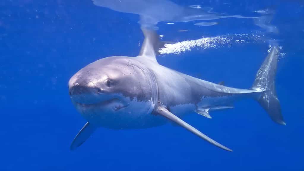 Le grand requin blanc : le maître des océans