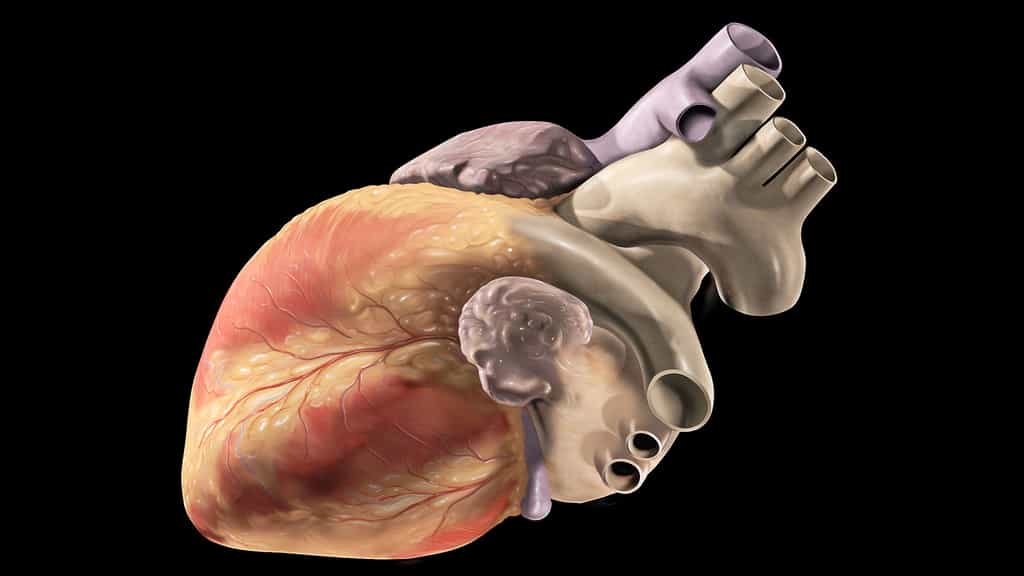 Sur cette illustration, le cœur est présenté sans sa tunique, le péricarde, une sorte de sac qui enveloppe le cœur. De forme conique, sa pointe, ou apex, dirigée vers le bas, se trouve au niveau du ventricule gauche. En haut à droite, observez la crosse de l’aorte (en gris), d’où partent trois grosses artères : l’artère subclavière gauche, l’artère carotide commune gauche et le tronc brachio-céphalique.© Patrick J. Lynch, CC by-sa 2.5